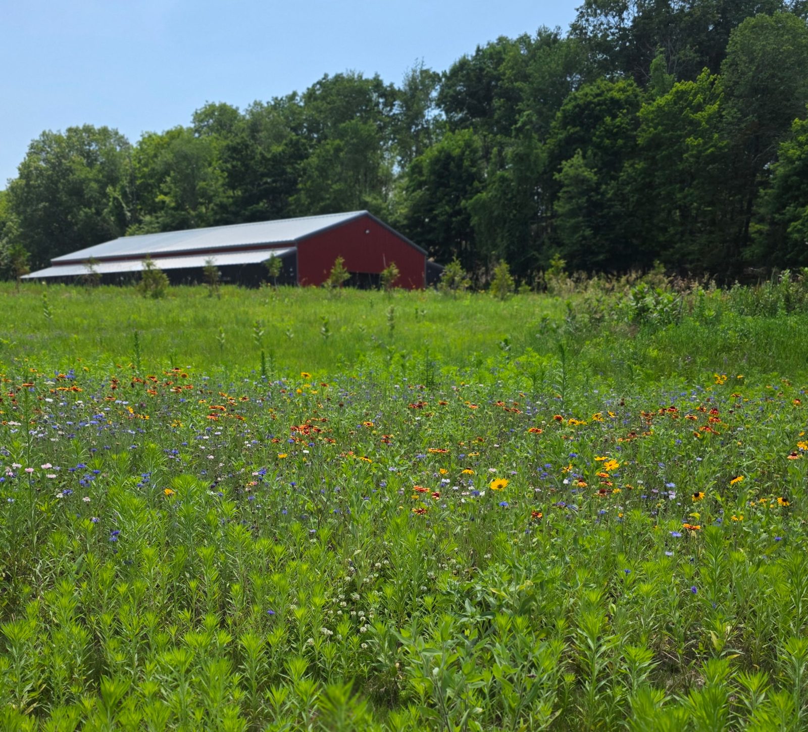 The Dillon shop in New Hampshire, behind a field of wildflowers